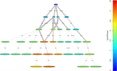 “Age Related Differences in the Biology of Chronic Graft-Versus-Host Disease After Hematopoietic Stem Cell Transplantation”